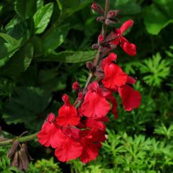 Location: Northern California, Zone 9b
Date: 2020-04-12
Flowers on this salvia are vivid red.