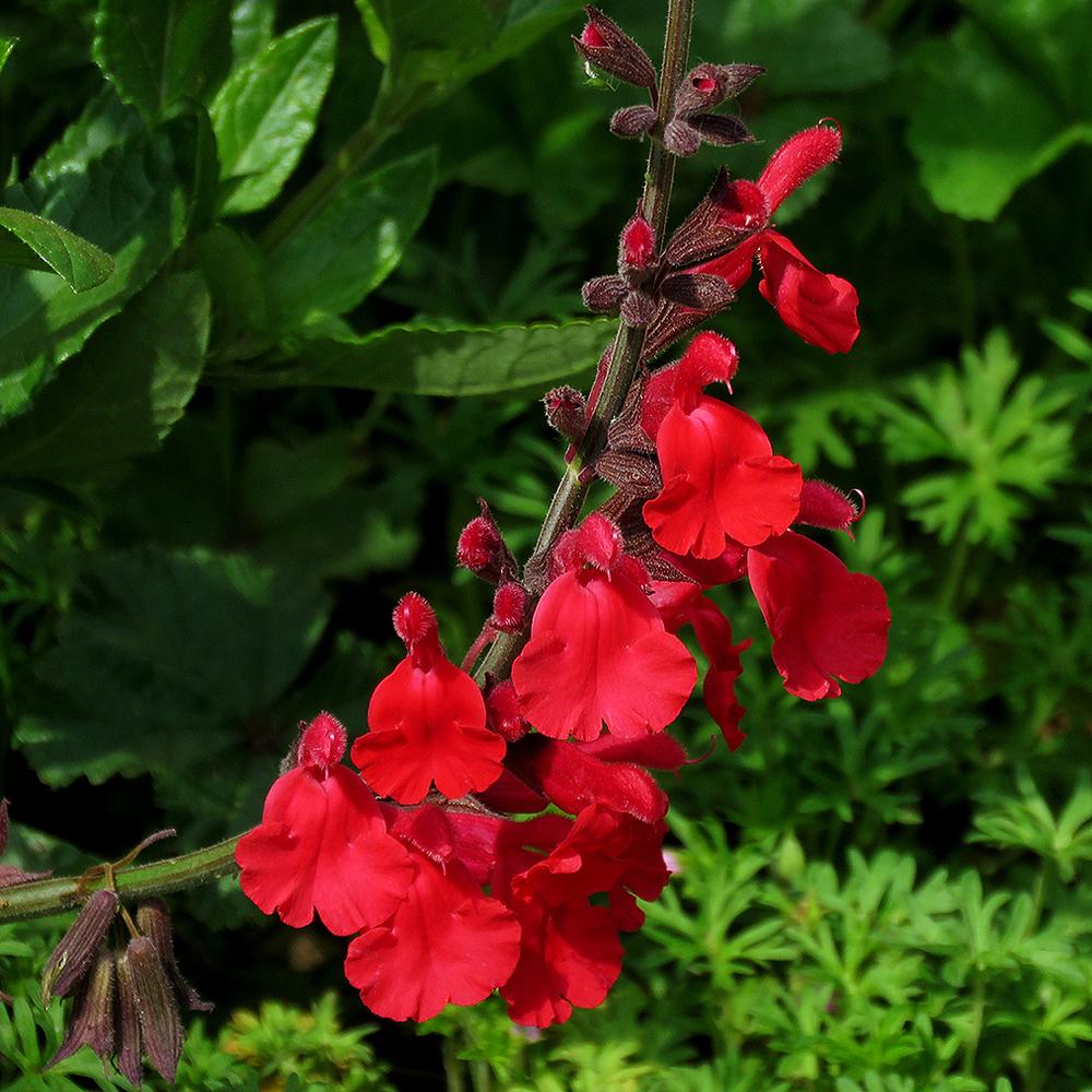 Photo of Sage (Salvia 'John Whittlesey') uploaded by DebraZone9