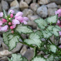 Location: Northern California, Zone 9b
Date: 2020-04-12
Soft pink flowers and green edged  "pewter" leaves.