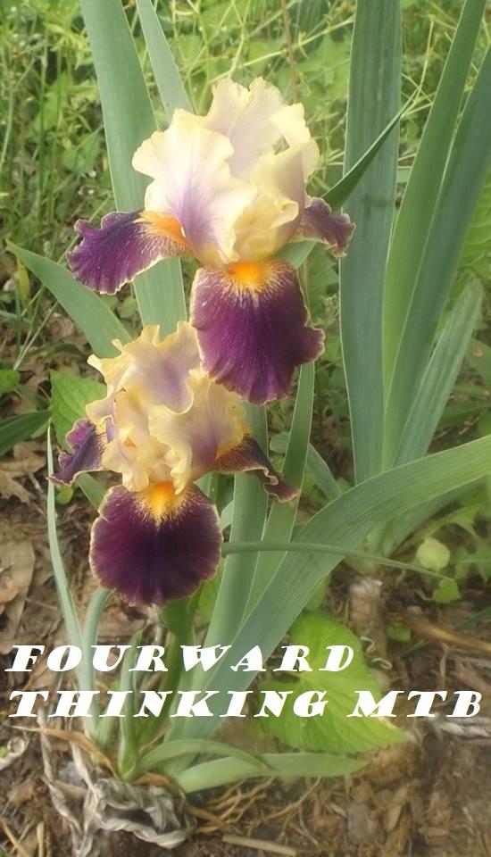Photo of Intermediate Bearded Iris (Iris 'Fourward Thinking') uploaded by DonnaKribs