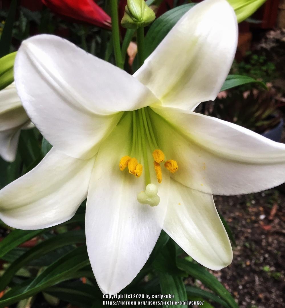 Photo of Lily (Lilium longiflorum) uploaded by carlysuko