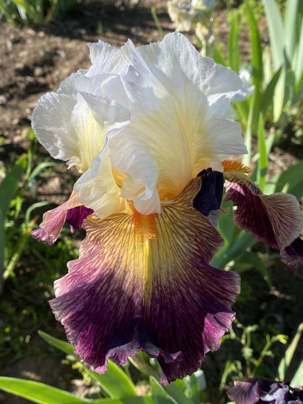 Photo of Tall Bearded Iris (Iris 'Like a Rainbow') uploaded by iciris