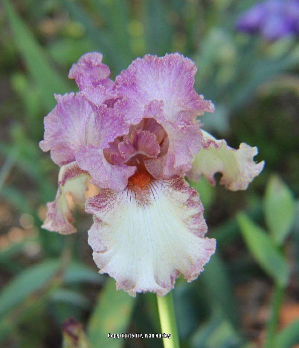 Photo of Tall Bearded Iris (Iris 'Brazen Beauty') uploaded by Ivan_N_Tx