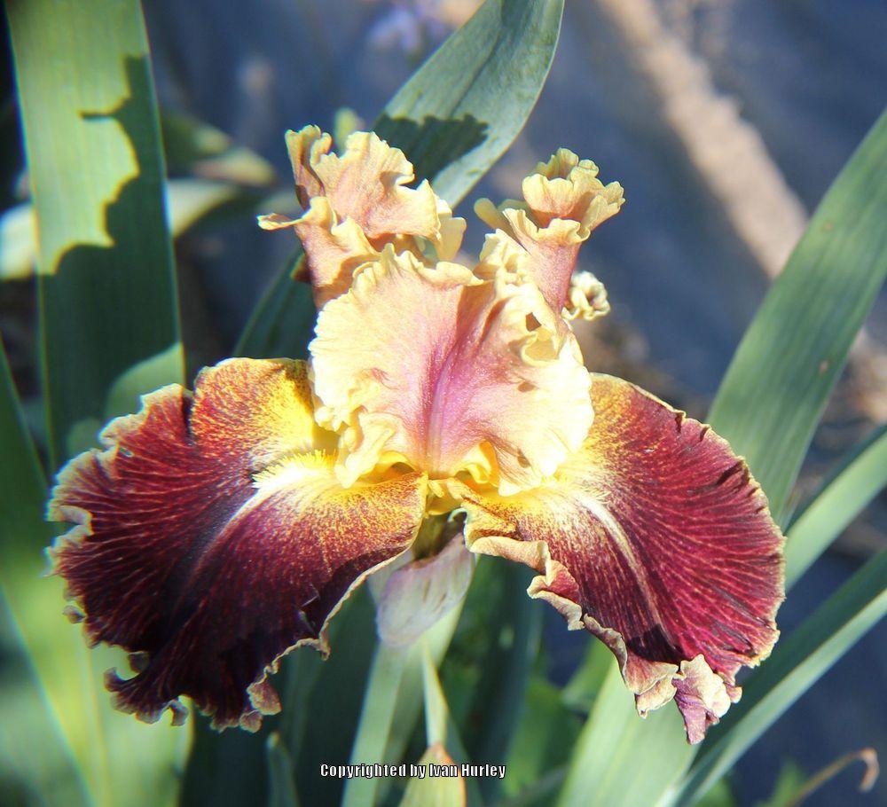 Photo of Tall Bearded Iris (Iris 'Volcanic Glow') uploaded by Ivan_N_Tx