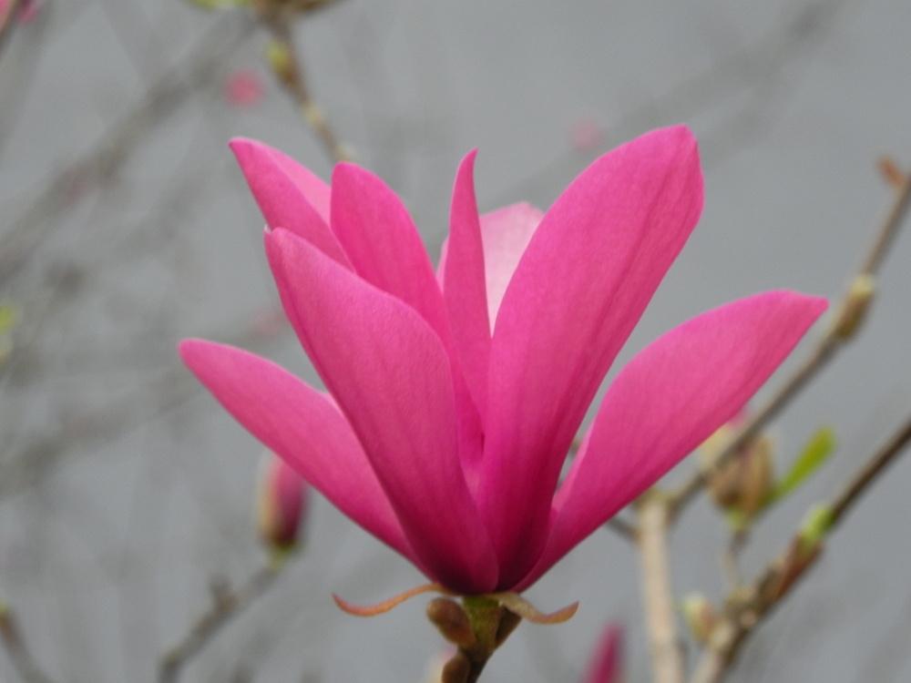 Photo of Magnolia 'Susan' uploaded by SL_gardener