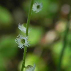 Location: St Louis
Date: 2015-05-02
The tiniest of tiny blooms ...