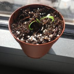 Location: Brooklyn, NY
Date: 2020-04-14
Young Venus Flytrap found growing beside larger mother plant (rep