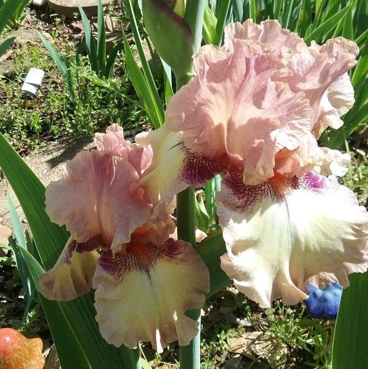 Photo of Tall Bearded Iris (Iris 'Rosy Forecast') uploaded by grannysgarden