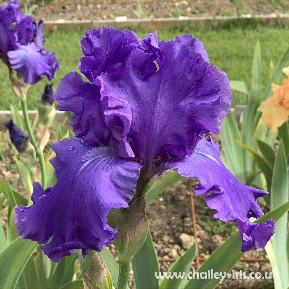 Photo of Tall Bearded Iris (Iris 'Marge M') uploaded by jeffa