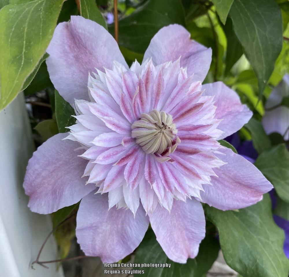 Photo of Clematis Josephine™ uploaded by scflowers