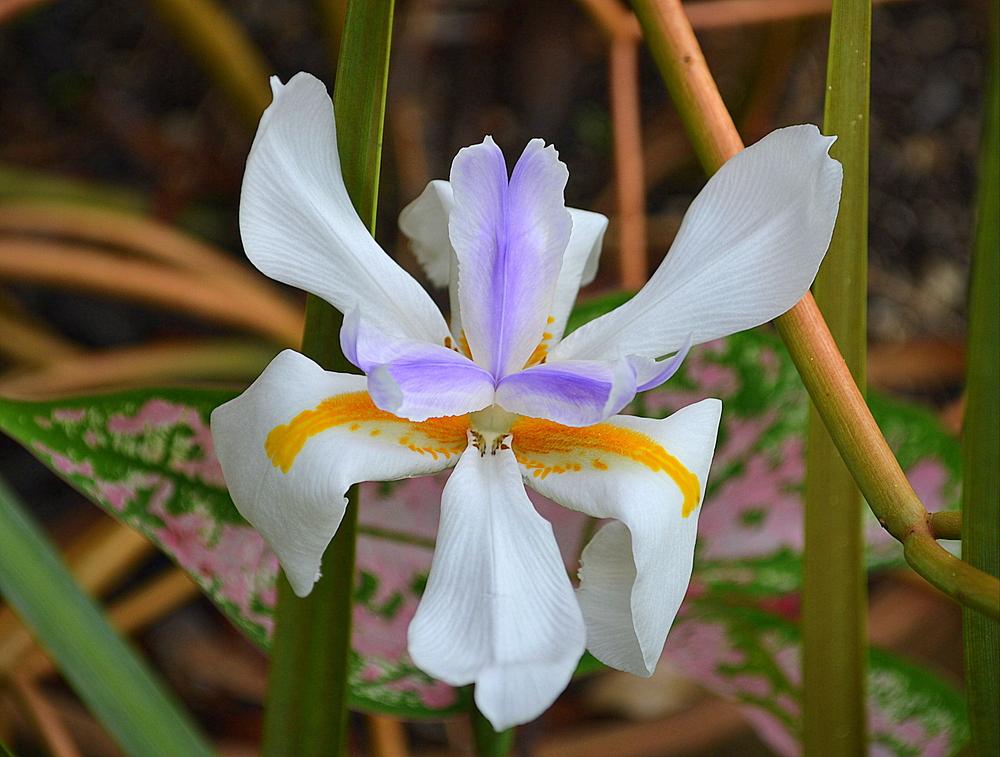 Photo of African iris (Dietes iridioides) uploaded by sunkissed