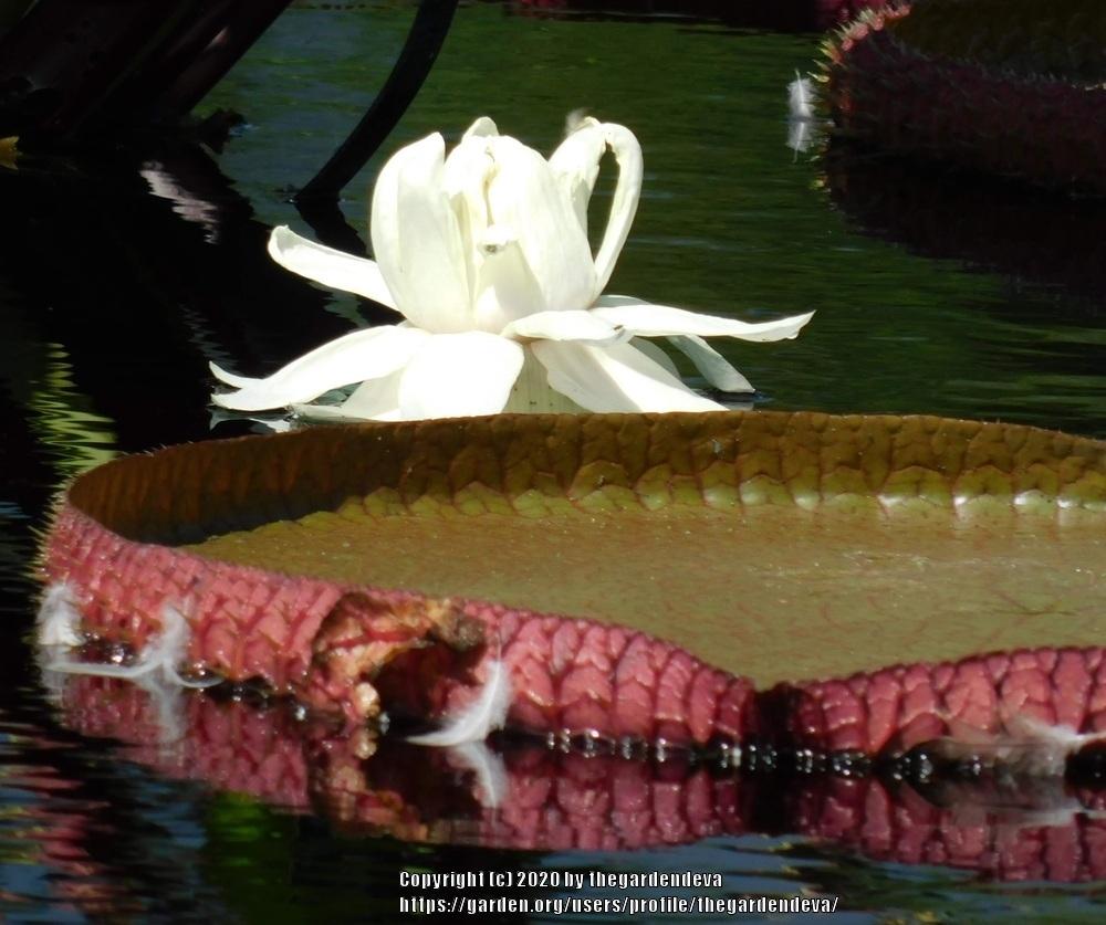 Photo of Victoria Water Lily (Victoria amazonica) uploaded by thegardendeva