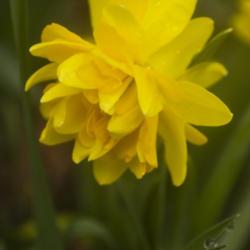 Location: Pennsylvania
Date: 2020-04-01
Narcissus 'Tete Boucle'