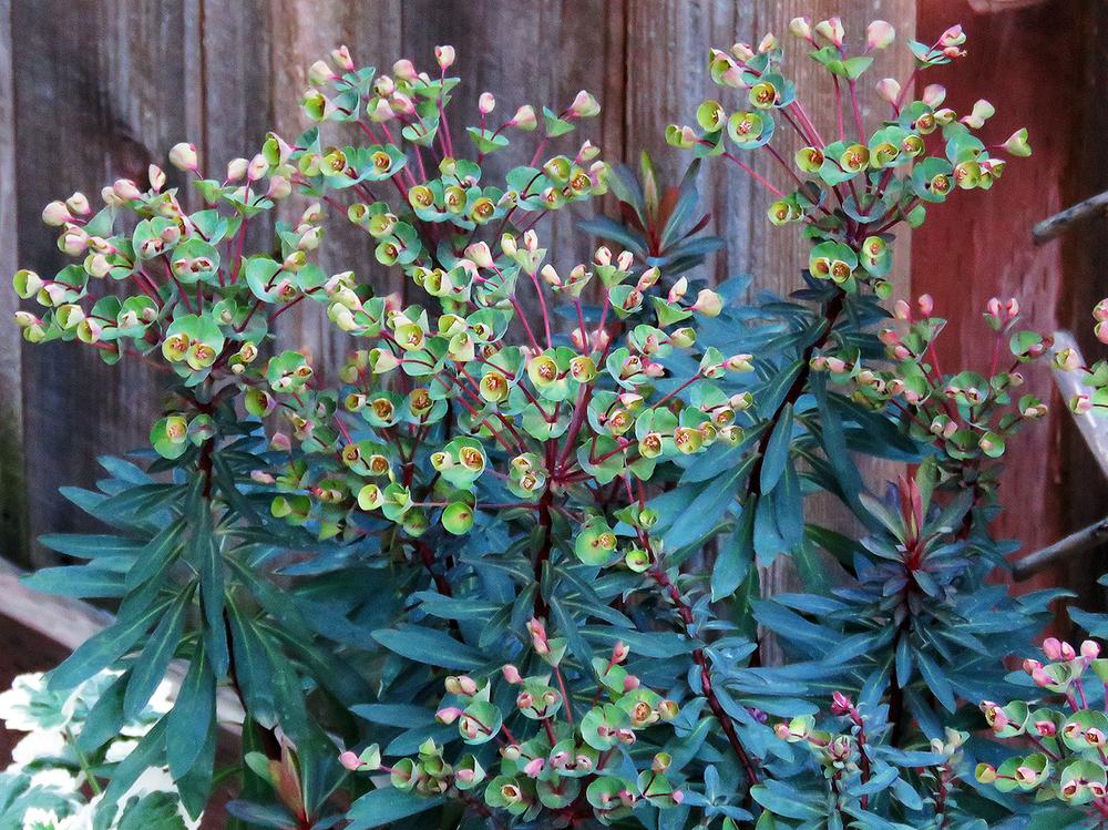 Photo of Euphorbia (Euphorbia x martini Blackbird) uploaded by DebraZone9