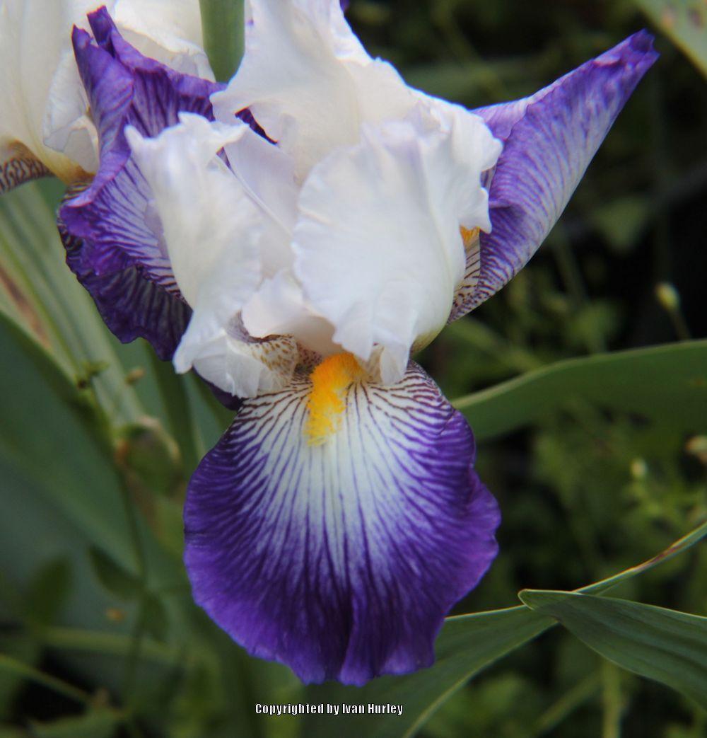 Photo of Tall Bearded Iris (Iris 'Dazzling Jewel') uploaded by Ivan_N_Tx