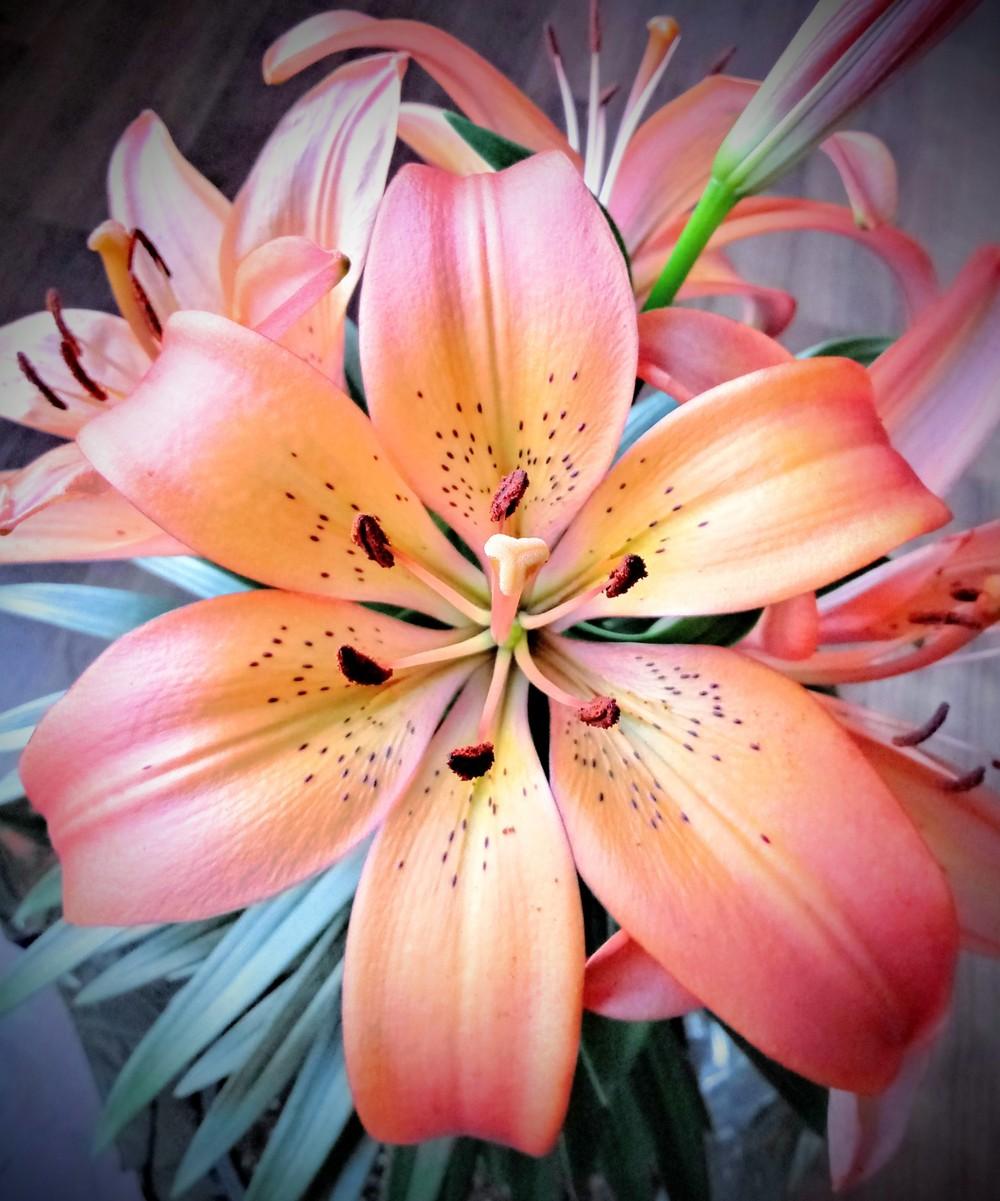 Photo of Lily (Lilium 'Royal Sunset') uploaded by JayZeke