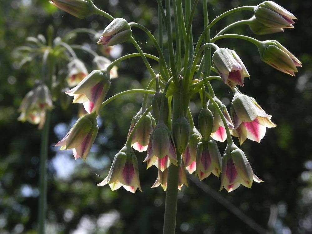 Photo of Mediterranean Bells (Allium siculum) uploaded by SL_gardener