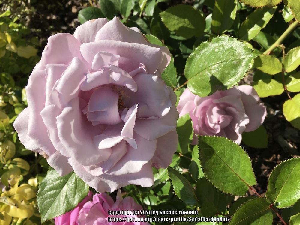 Photo of Rose (Rosa 'Neptune') uploaded by SoCalGardenNut
