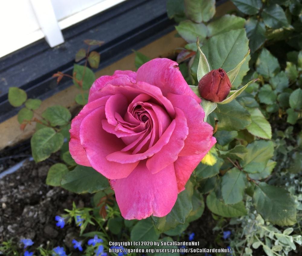 Photo of Rose (Rosa 'Heirloom') uploaded by SoCalGardenNut