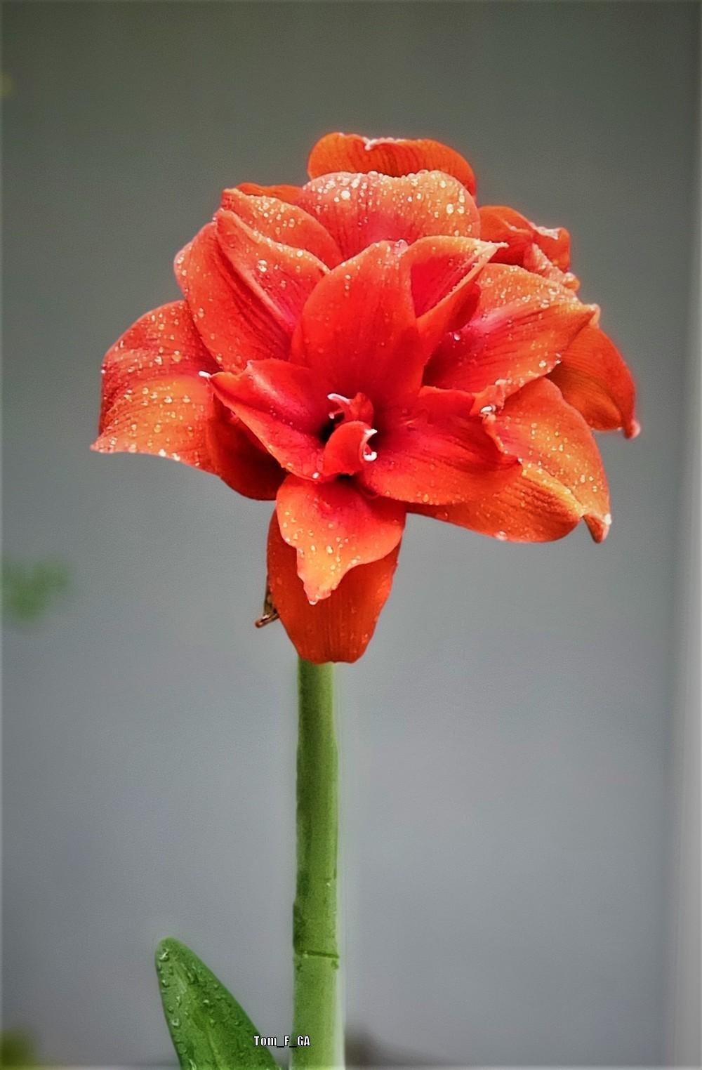Photo of Amaryllis (Hippeastrum 'Red Nymph') uploaded by Tom_F_GA
