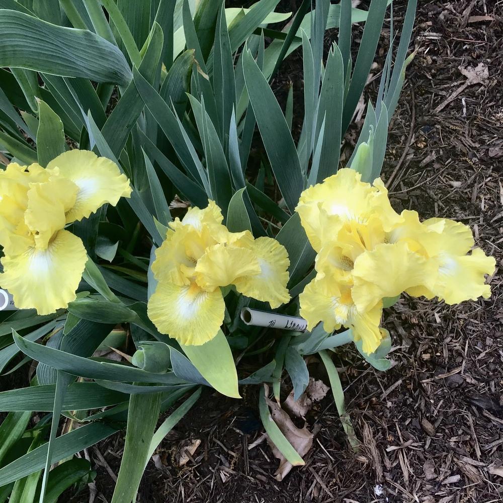 Photo of Intermediate Bearded Iris (Iris 'Limonada') uploaded by floota