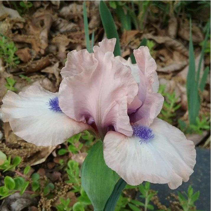 Photo of Standard Dwarf Bearded Iris (Iris 'Gate to Paradise') uploaded by grannysgarden