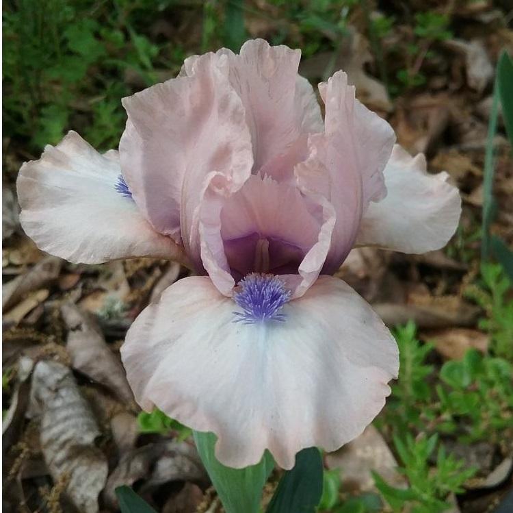 Photo of Standard Dwarf Bearded Iris (Iris 'Gate to Paradise') uploaded by grannysgarden