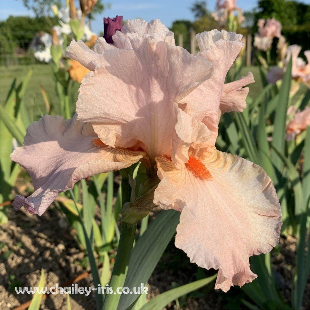 Photo of Tall Bearded Iris (Iris 'Mabel Andrews') uploaded by jeffa