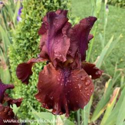 Location: Sussex, UK
Date: late May 2019
A stunning iris - always photographs beautifully.