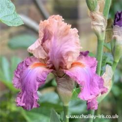 Location: Sussex, UK
Date: late May 2019
A strikingly beautiful vivid iris.
