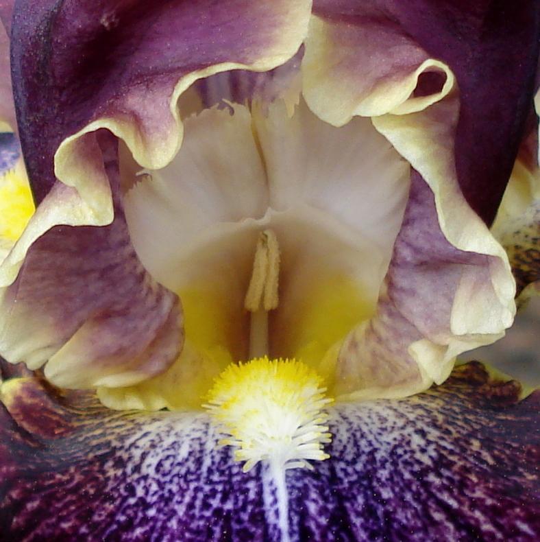 Photo of Tall Bearded Iris (Iris 'Exploding Galaxy') uploaded by lovemyhouse