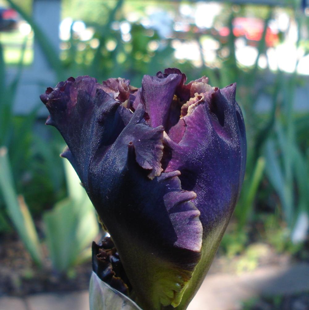 Photo of Tall Bearded Iris (Iris 'Exploding Galaxy') uploaded by lovemyhouse
