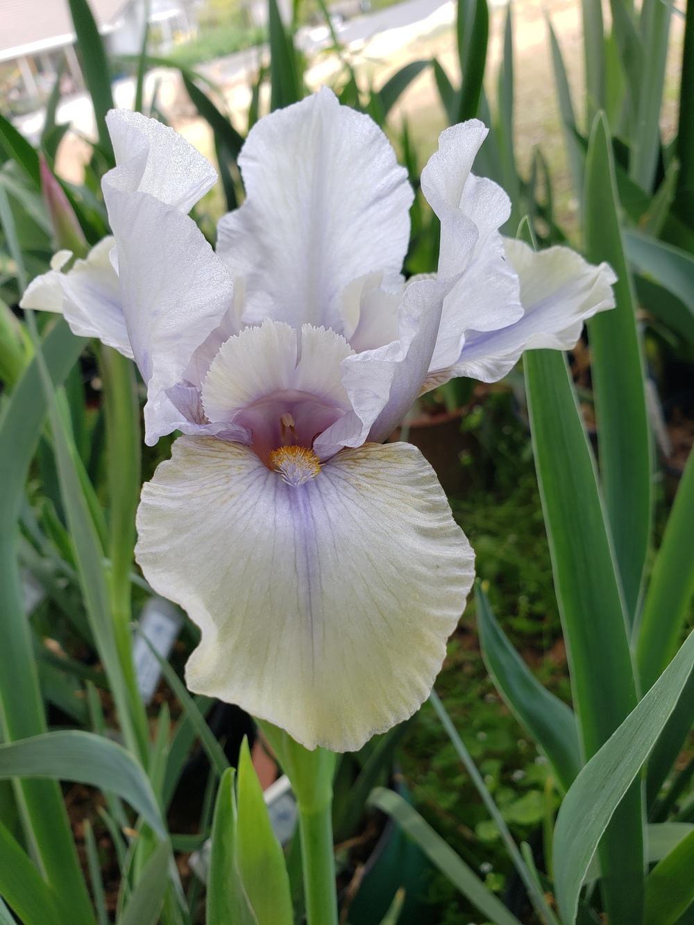 Photo of Arilbred Iris (Iris 'Fall in Line') uploaded by AmberIris