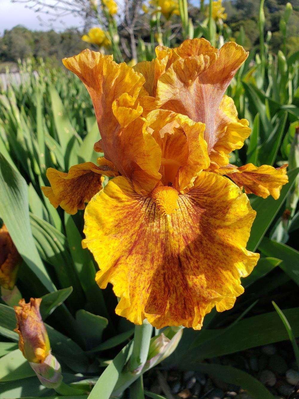 Photo of Tall Bearded Iris (Iris 'Wizard of Odds') uploaded by AmberIris
