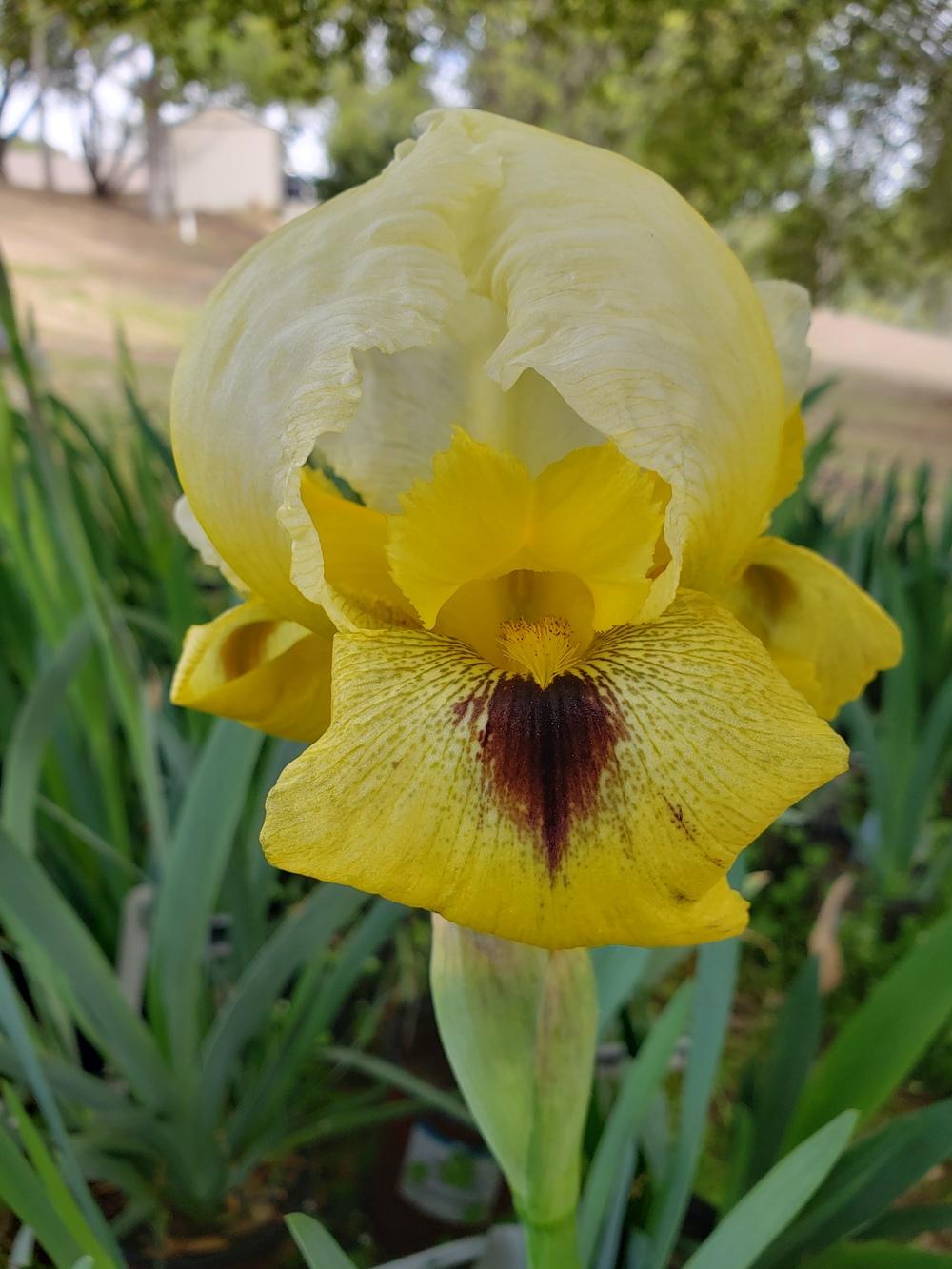 Photo of Arilbred Iris (Iris 'Saracen Splendor') uploaded by AmberIris