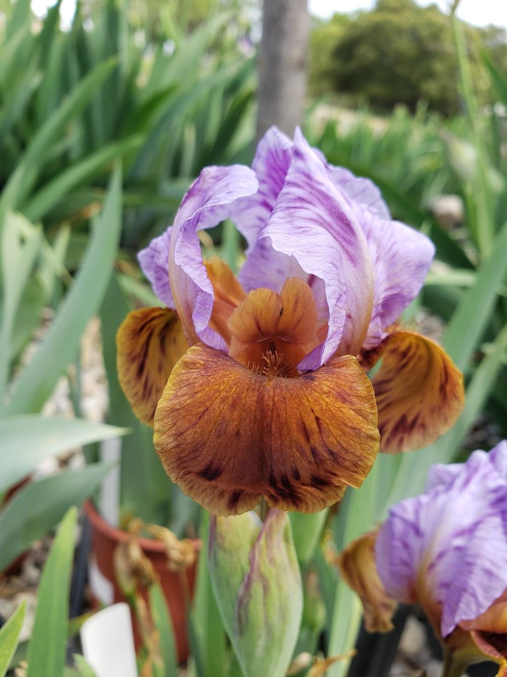 Photo of Arilbred Iris (Iris 'Zizah') uploaded by AmberIris