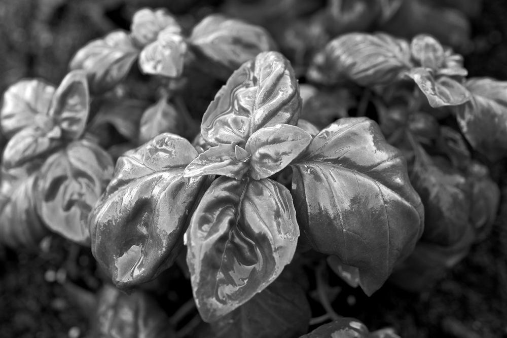 Photo of Sweet Basil (Ocimum basilicum) uploaded by ChrisCrop