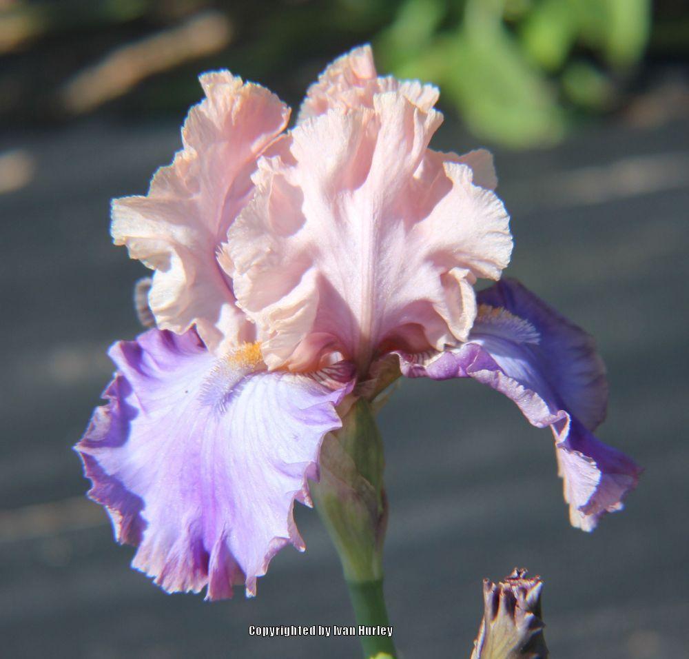 Photo of Tall Bearded Iris (Iris 'Florentine Silk') uploaded by Ivan_N_Tx