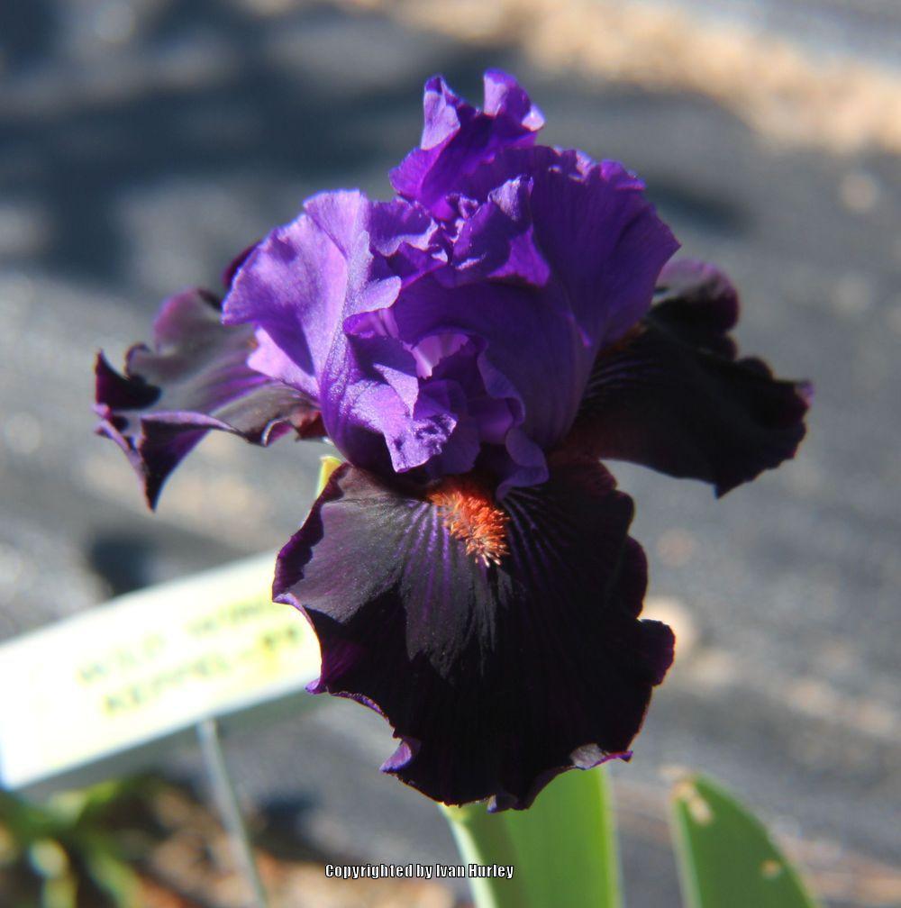 Photo of Tall Bearded Iris (Iris 'Wild Wings') uploaded by Ivan_N_Tx