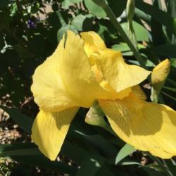 Location: Gardenfish garden 
Date: April 15 2020 
Fragrant NOID bearded iris