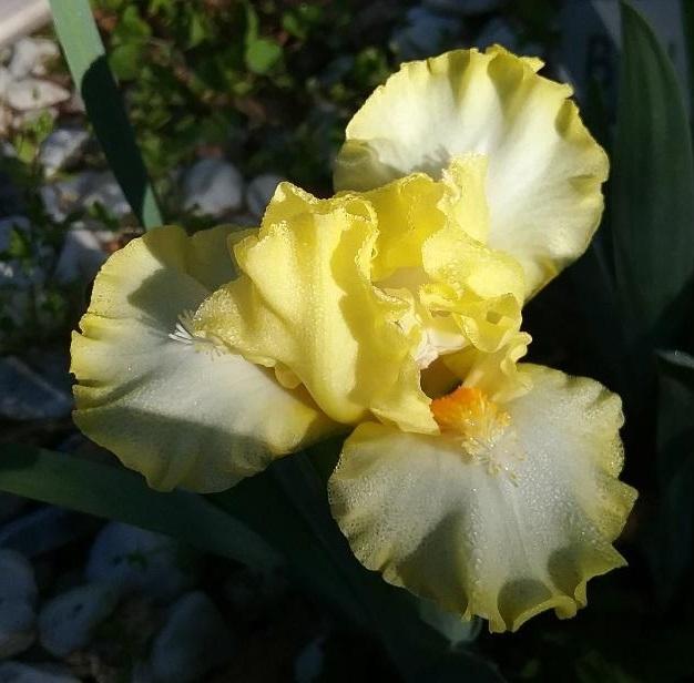 Photo of Standard Dwarf Bearded Iris (Iris 'Blissful') uploaded by grannysgarden