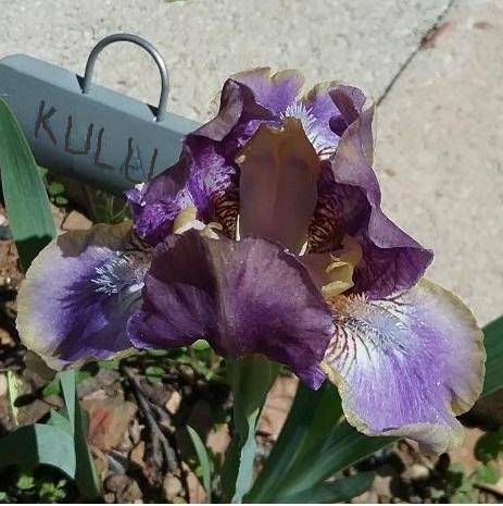 Photo of Standard Dwarf Bearded Iris (Iris 'Kulu') uploaded by grannysgarden