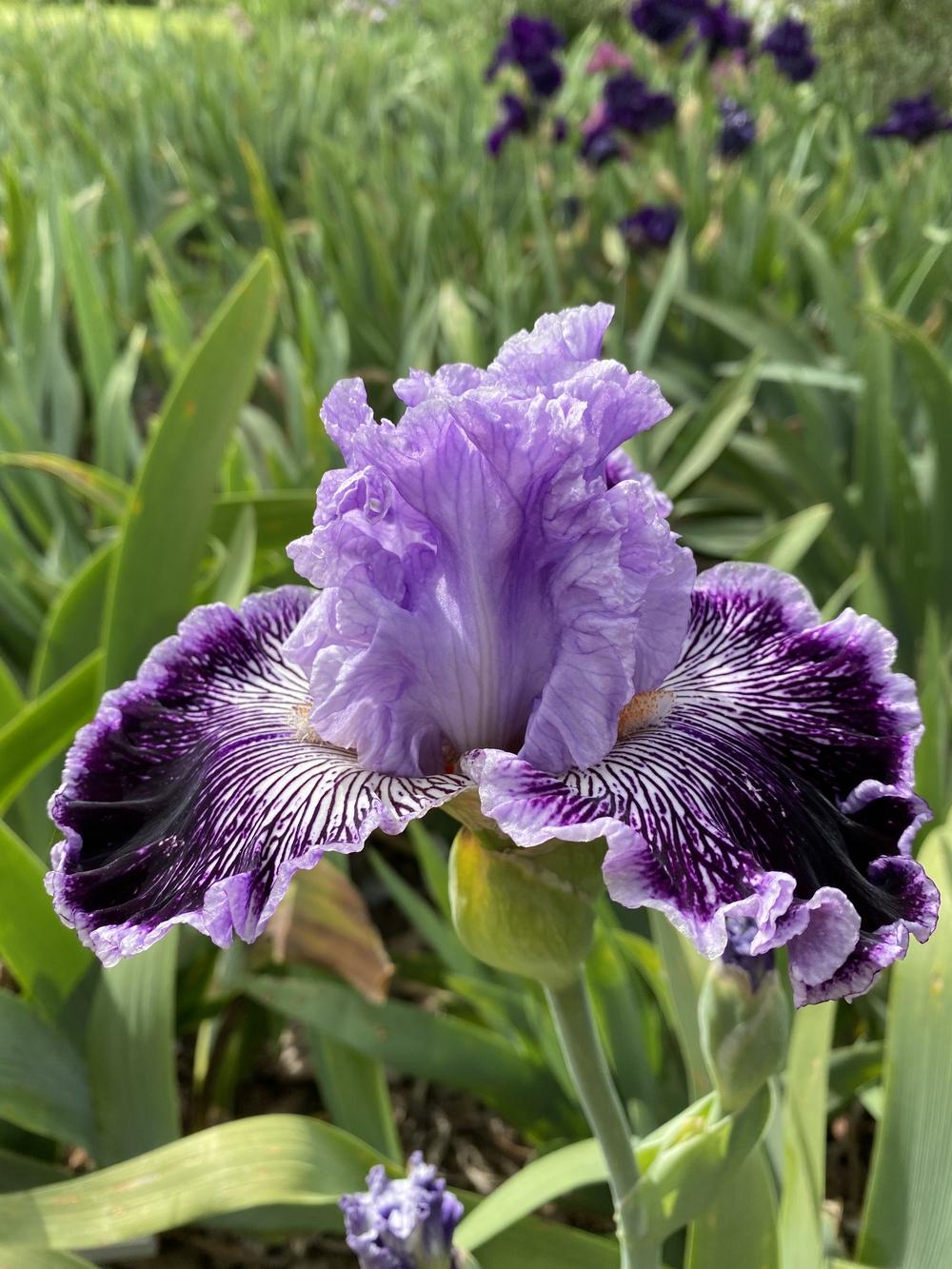 Photo of Tall Bearded Iris (Iris 'Captain Thunderbolt') uploaded by iciris