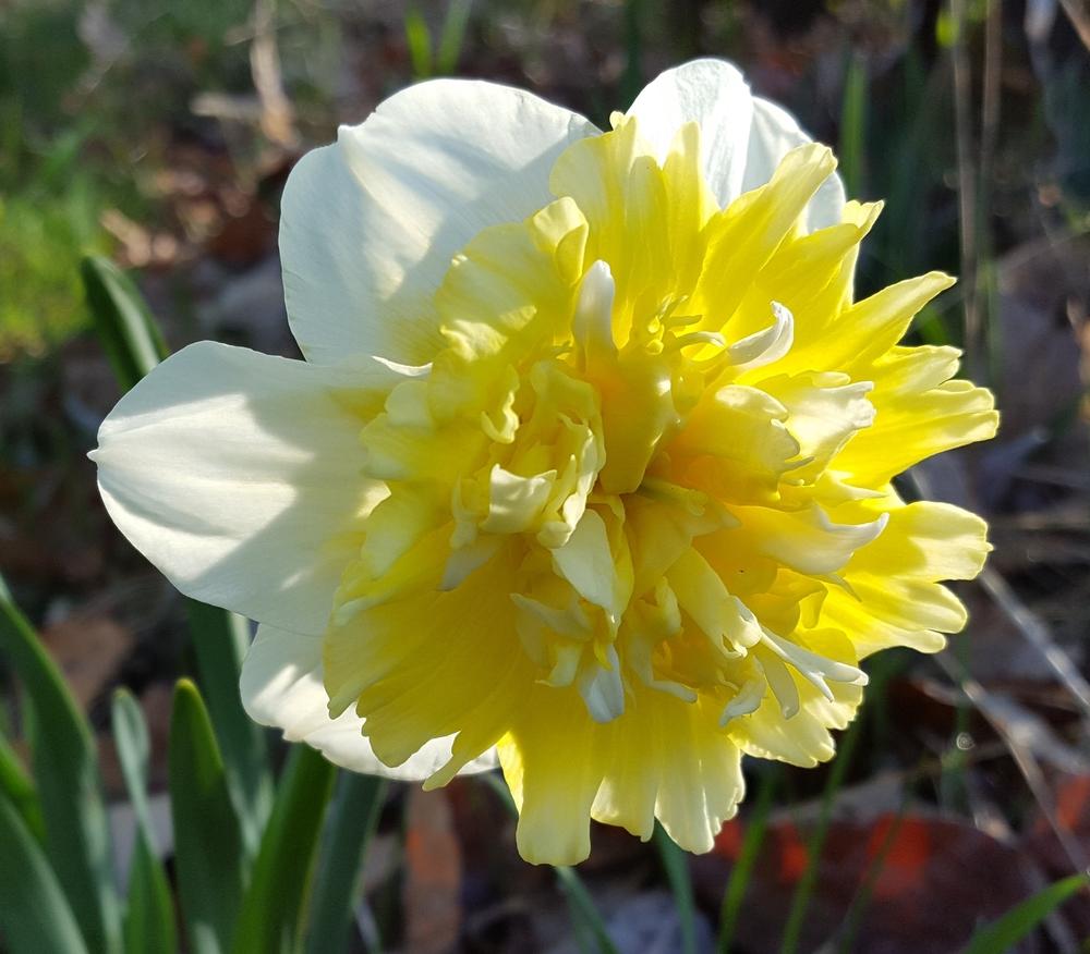 Photo of Double Daffodil (Narcissus 'Ice King') uploaded by lauribob