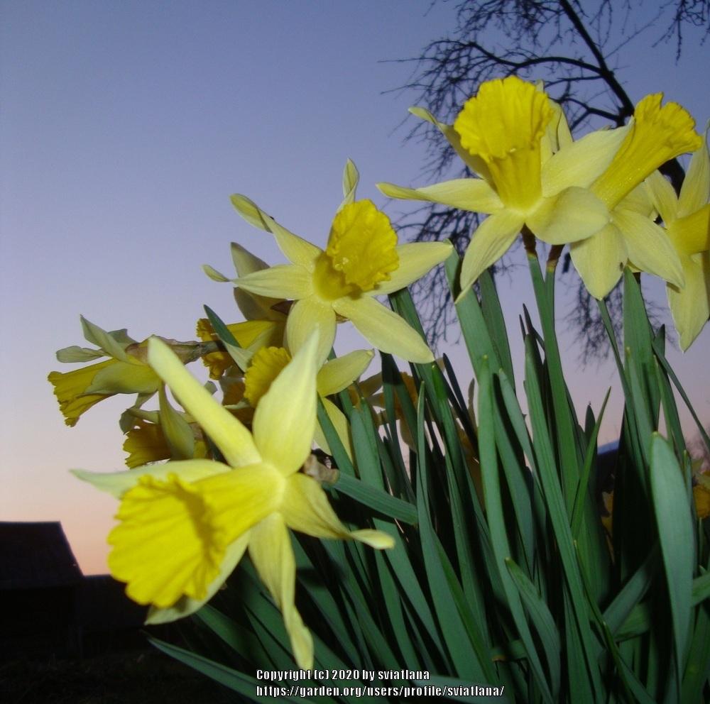 Photo of Daffodils (Narcissus) uploaded by sviatlana