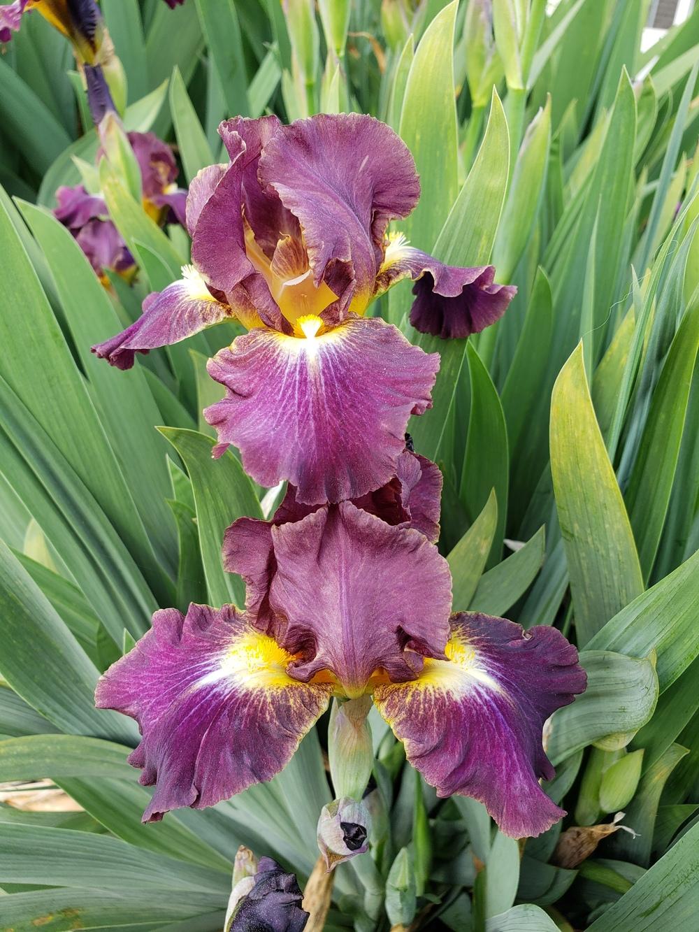 Photo of Intermediate Bearded Iris (Iris 'Leave the Light On') uploaded by AmberIris