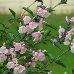 Location: Northern California, Zone 9b
Date: 2020-04-16
This salvia has lovely soft pink blooms and seems very floriferou