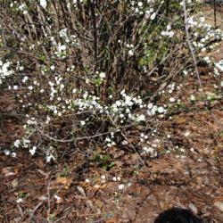 Location: Wilmington, North Carolina
Date: 2017-02-13
some flowers in bloom