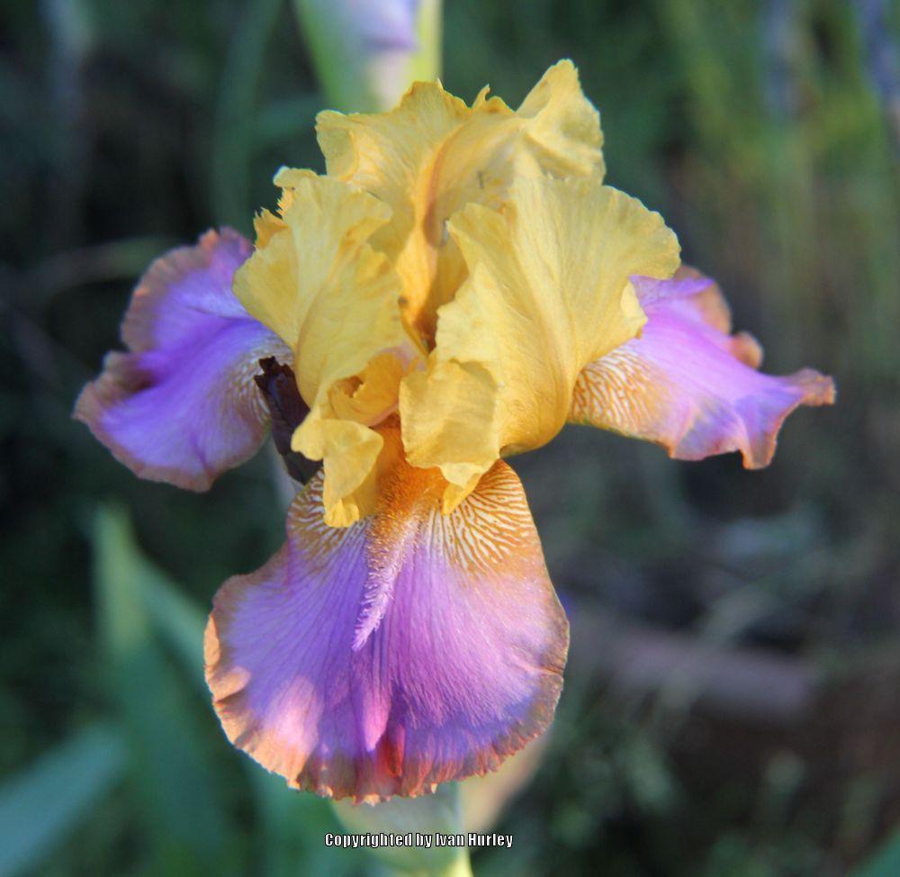 Photo of Tall Bearded Iris (Iris 'Gladys Austin') uploaded by Ivan_N_Tx