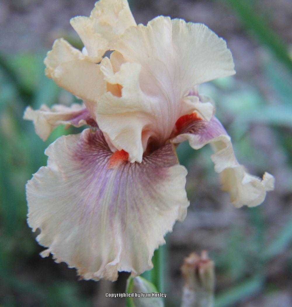 Photo of Tall Bearded Iris (Iris 'Pretty Swish') uploaded by Ivan_N_Tx